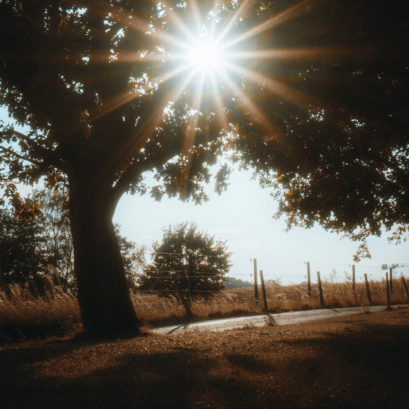 1352 DAWN|50ML